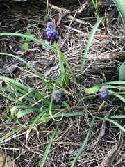 Muscari