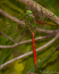 Anax longipes