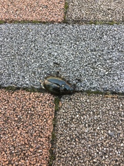 Hydrophilus acuminatus