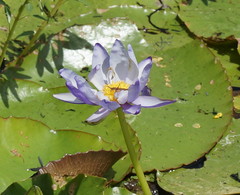 Nymphaea gigantea