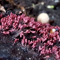 Arcyria stipata