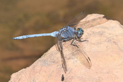 Orthetrum chrysostigma