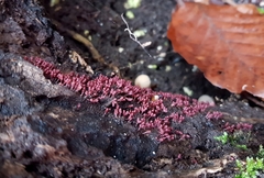 Arcyria stipata
