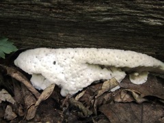 Rigidoporus corticola