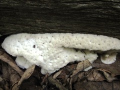 Rigidoporus corticola