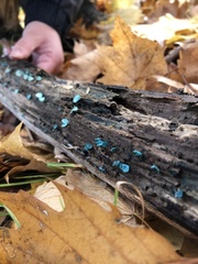 Chlorociboria aeruginascens