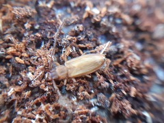 Uleiota planata