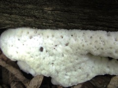 Rigidoporus corticola