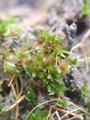 Physcomitrium patens