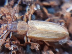 Uleiota planata