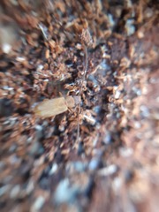 Uleiota planata