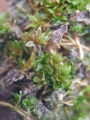 Physcomitrium patens