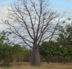 Adansonia gregorii
