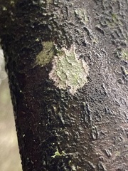 Lecanora thysanophora