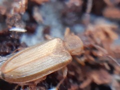 Uleiota planata
