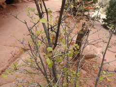 Fraxinus anomala
