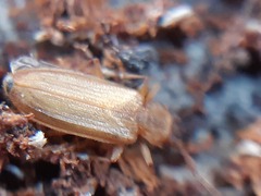 Uleiota planata