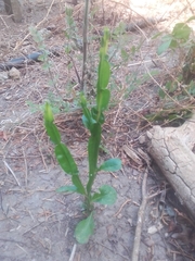 Baccharis phyteumoides