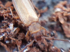 Uleiota planata