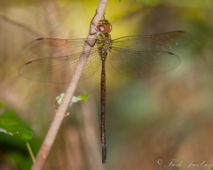 Triacanthagyna trifida
