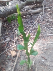 Baccharis phyteumoides