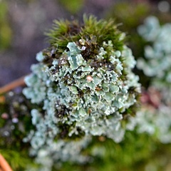 Cladonia digitata