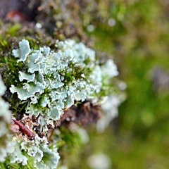 Cladonia digitata