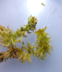 Sphagnum tenellum