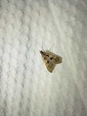 Mecyna asinalis