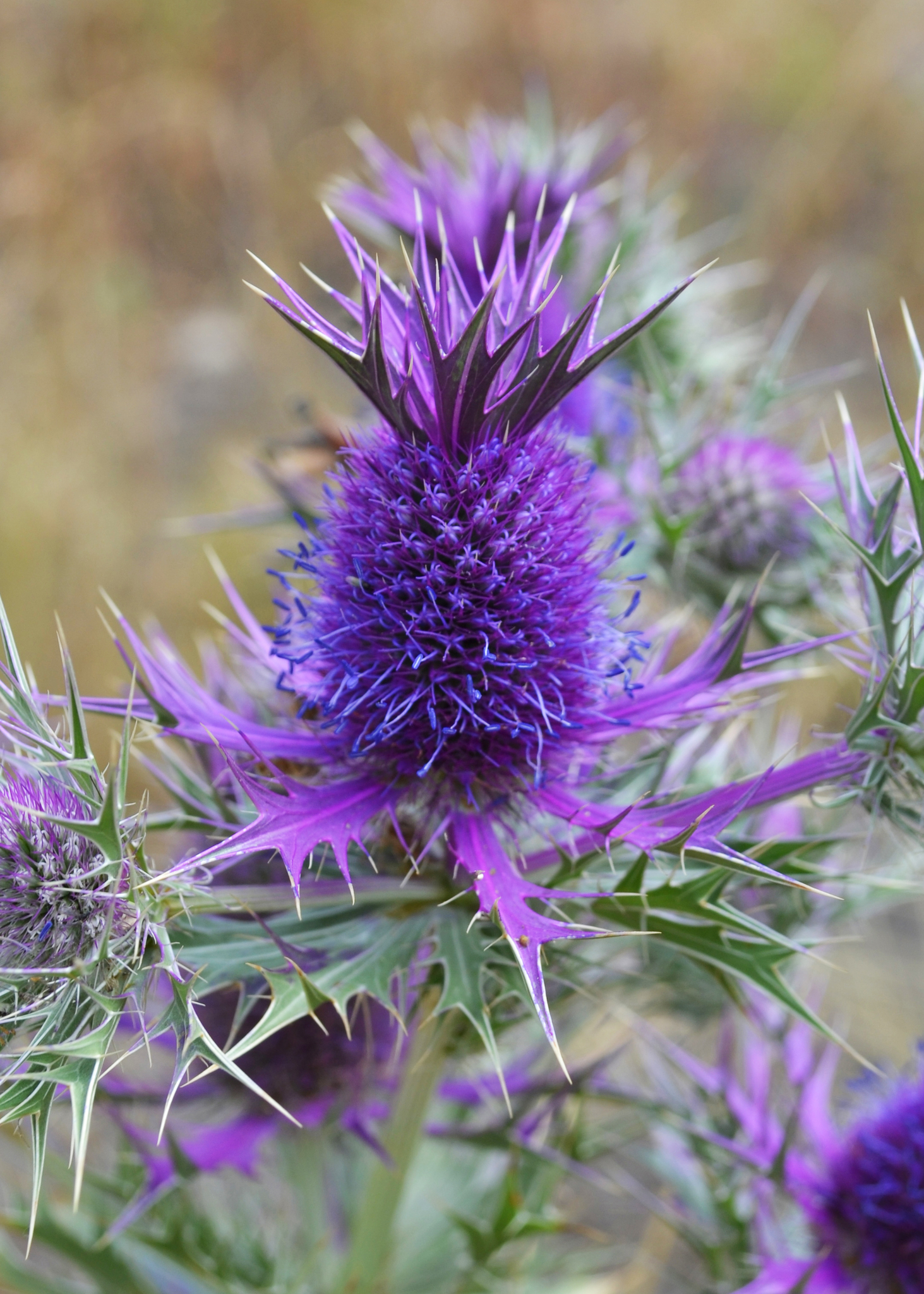 Eryngium leavenworthii