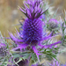 Leavenworth's Eryngo - Photo (c) amy_buthod, some rights reserved (CC BY-NC-SA)