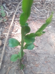 Baccharis phyteumoides