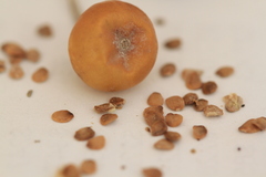 Solanum elaeagnifolium