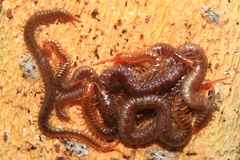 Geophilus carpophagus