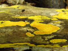 Hypoxylon rubiginosum