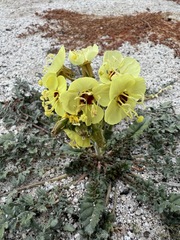 Chylismia