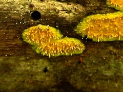 Hypoxylon rubiginosum