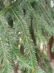 Pseudotsuga menziesii