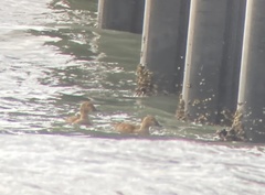 Somateria spectabilis