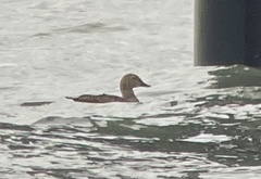 Somateria spectabilis