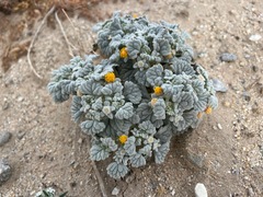 Psathyrotes ramosissima