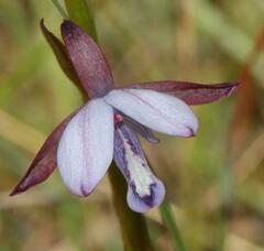 Eulophia zeyheriana