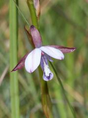 Eulophia zeyheriana