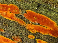 Hyphodiscus incrustatus