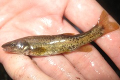 Rhinichthys cataractae