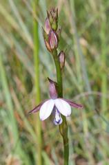 Eulophia zeyheriana