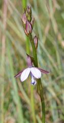 Eulophia zeyheriana