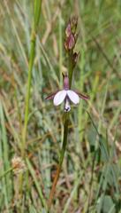 Eulophia zeyheriana