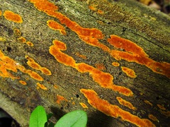 Hyphodiscus incrustatus