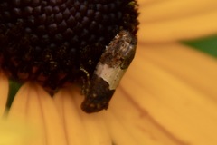 Epiblema tripartitana